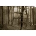 Picture of Mysterious Woods  _GroupedProduct_Rectangle_Landscape_Photography _GroupedProduct_Rectangle_Landscape_Unframed_Print_Only_