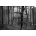 Picture of Mysterious Woods  _GroupedProduct_Rectangle_Landscape_Photography _GroupedProduct_Rectangle_Landscape_Unframed_Print_Only_