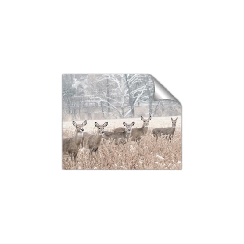 Picture of Oh Deer  _GroupedProduct_Rectangle_Landscape_Photography _GroupedProduct_Rectangle_Landscape_Unframed_Print_Only_