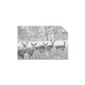Picture of Oh Deer  _GroupedProduct_Rectangle_Landscape_Photography _GroupedProduct_Rectangle_Landscape_Unframed_Print_Only_