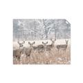 Picture of Oh Deer  _GroupedProduct_Rectangle_Landscape_Photography _GroupedProduct_Rectangle_Landscape_Unframed_Print_Only_