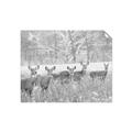 Picture of Oh Deer  _GroupedProduct_Rectangle_Landscape_Photography _GroupedProduct_Rectangle_Landscape_Unframed_Print_Only_