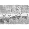 Picture of Oh Deer  _GroupedProduct_Rectangle_Landscape_Photography _GroupedProduct_Rectangle_Landscape_Unframed_Print_Only_