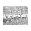 Picture of Oh Deer  _GroupedProduct_Rectangle_Landscape_Photography _GroupedProduct_Rectangle_Landscape_Unframed_Print_Only_