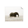 Picture of Out of Africa  _GroupedProduct_Rectangle_Landscape_Photography _GroupedProduct_Rectangle_Landscape_Unframed_Print_Only_