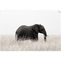 Picture of Out of Africa  _GroupedProduct_Rectangle_Landscape_Photography _GroupedProduct_Rectangle_Landscape_Unframed_Print_Only_