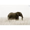 Picture of Out of Africa  _GroupedProduct_Rectangle_Landscape_Photography _GroupedProduct_Rectangle_Landscape_Unframed_Print_Only_