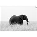 Picture of Out of Africa  _GroupedProduct_Rectangle_Landscape_Photography _GroupedProduct_Rectangle_Landscape_Unframed_Print_Only_