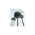 Picture of Palm Trees  _GroupedProduct_Rectangle_Portrait_Photography _GroupedProduct_Rectangle_Portrait_Unframed_Print_Only_