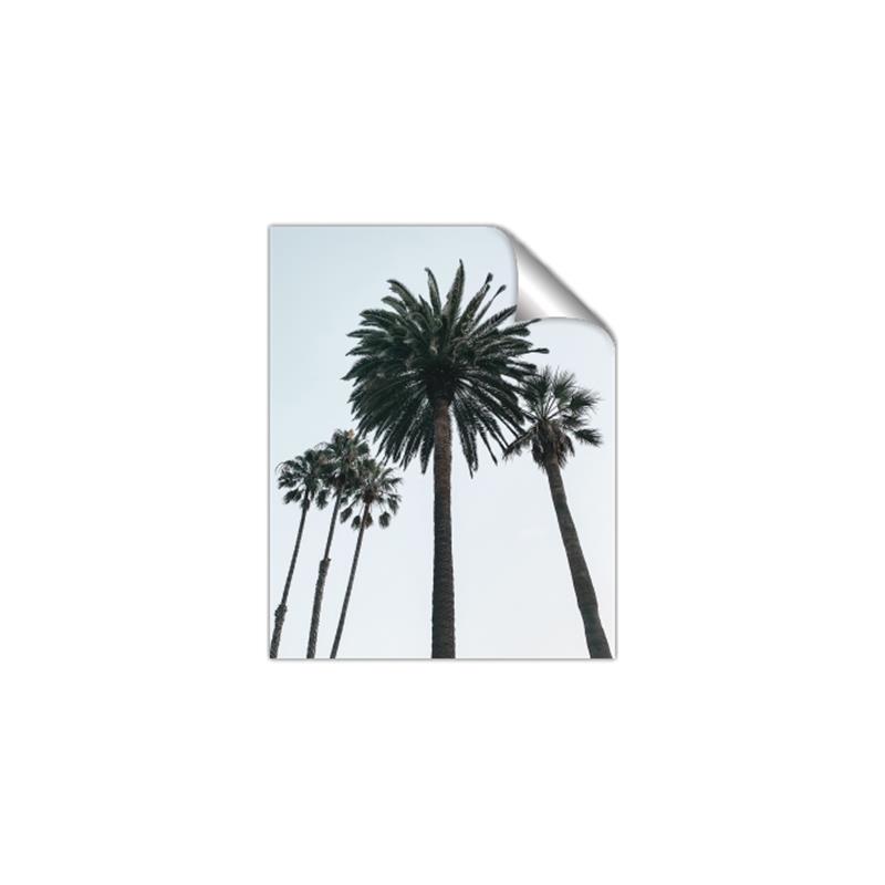 Picture of Palm Trees  _GroupedProduct_Rectangle_Portrait_Photography _GroupedProduct_Rectangle_Portrait_Unframed_Print_Only_