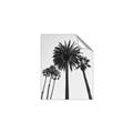 Picture of Palm Trees  _GroupedProduct_Rectangle_Portrait_Photography _GroupedProduct_Rectangle_Portrait_Unframed_Print_Only_