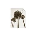 Picture of Palm Trees  _GroupedProduct_Rectangle_Portrait_Photography _GroupedProduct_Rectangle_Portrait_Unframed_Print_Only_