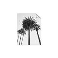 Picture of Palm Trees  _GroupedProduct_Rectangle_Portrait_Photography _GroupedProduct_Rectangle_Portrait_Unframed_Print_Only_