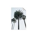 Picture of Palm Trees  _GroupedProduct_Rectangle_Portrait_Photography _GroupedProduct_Rectangle_Portrait_Unframed_Print_Only_