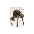 Picture of Palm Trees  _GroupedProduct_Rectangle_Portrait_Photography _GroupedProduct_Rectangle_Portrait_Unframed_Print_Only_