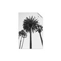 Picture of Palm Trees  _GroupedProduct_Rectangle_Portrait_Photography _GroupedProduct_Rectangle_Portrait_Unframed_Print_Only_
