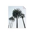 Picture of Palm Trees  _GroupedProduct_Rectangle_Portrait_Photography _GroupedProduct_Rectangle_Portrait_Unframed_Print_Only_