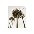 Picture of Palm Trees  _GroupedProduct_Rectangle_Portrait_Photography _GroupedProduct_Rectangle_Portrait_Unframed_Print_Only_