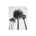 Picture of Palm Trees  _GroupedProduct_Rectangle_Portrait_Photography _GroupedProduct_Rectangle_Portrait_Unframed_Print_Only_