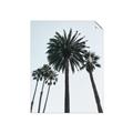 Picture of Palm Trees  _GroupedProduct_Rectangle_Portrait_Photography _GroupedProduct_Rectangle_Portrait_Unframed_Print_Only_