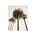 Picture of Palm Trees  _GroupedProduct_Rectangle_Portrait_Photography _GroupedProduct_Rectangle_Portrait_Unframed_Print_Only_