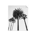 Picture of Palm Trees  _GroupedProduct_Rectangle_Portrait_Photography _GroupedProduct_Rectangle_Portrait_Unframed_Print_Only_