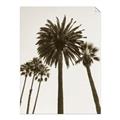 Picture of Palm Trees  _GroupedProduct_Rectangle_Portrait_Photography _GroupedProduct_Rectangle_Portrait_Unframed_Print_Only_