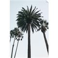 Picture of Palm Trees  _GroupedProduct_Rectangle_Portrait_Photography _GroupedProduct_Rectangle_Portrait_Unframed_Print_Only_