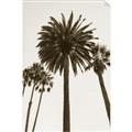 Picture of Palm Trees  _GroupedProduct_Rectangle_Portrait_Photography _GroupedProduct_Rectangle_Portrait_Unframed_Print_Only_