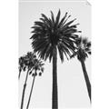 Picture of Palm Trees  _GroupedProduct_Rectangle_Portrait_Photography _GroupedProduct_Rectangle_Portrait_Unframed_Print_Only_