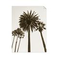 Picture of Palm Trees  _GroupedProduct_Rectangle_Portrait_Photography _GroupedProduct_Rectangle_Portrait_Unframed_Print_Only_