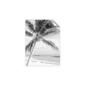 Picture of Palm Trees II _GroupedProduct_Rectangle_Portrait_Photography _GroupedProduct_Rectangle_Portrait_Unframed_Print_Only_