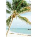 Picture of Palm Trees II _GroupedProduct_Rectangle_Portrait_Photography _GroupedProduct_Rectangle_Portrait_Unframed_Print_Only_