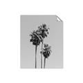 Picture of Palm Trees III _GroupedProduct_Rectangle_Portrait_Photography _GroupedProduct_Rectangle_Portrait_Unframed_Print_Only_