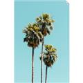Picture of Palm Trees III _GroupedProduct_Rectangle_Portrait_Photography _GroupedProduct_Rectangle_Portrait_Unframed_Print_Only_