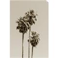 Picture of Palm Trees III _GroupedProduct_Rectangle_Portrait_Photography _GroupedProduct_Rectangle_Portrait_Unframed_Print_Only_