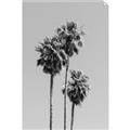 Picture of Palm Trees III _GroupedProduct_Rectangle_Portrait_Photography _GroupedProduct_Rectangle_Portrait_Unframed_Print_Only_