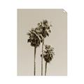 Picture of Palm Trees III _GroupedProduct_Rectangle_Portrait_Photography _GroupedProduct_Rectangle_Portrait_Unframed_Print_Only_