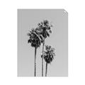 Picture of Palm Trees III _GroupedProduct_Rectangle_Portrait_Photography _GroupedProduct_Rectangle_Portrait_Unframed_Print_Only_