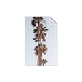 Picture of Palm Trees IV _GroupedProduct_Rectangle_Portrait_Photography _GroupedProduct_Rectangle_Portrait_Unframed_Print_Only_