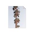 Picture of Palm Trees IV _GroupedProduct_Rectangle_Portrait_Photography _GroupedProduct_Rectangle_Portrait_Unframed_Print_Only_