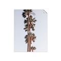 Picture of Palm Trees IV _GroupedProduct_Rectangle_Portrait_Photography _GroupedProduct_Rectangle_Portrait_Unframed_Print_Only_