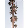 Picture of Palm Trees IV _GroupedProduct_Rectangle_Portrait_Photography _GroupedProduct_Rectangle_Portrait_Unframed_Print_Only_