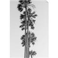 Picture of Palm Trees IV _GroupedProduct_Rectangle_Portrait_Photography _GroupedProduct_Rectangle_Portrait_Unframed_Print_Only_