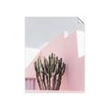 Picture of Pink Cactus II _GroupedProduct_Rectangle_Portrait_Photography _GroupedProduct_Rectangle_Portrait_Unframed_Print_Only_