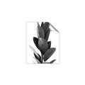Picture of Plant Life _GroupedProduct_Rectangle_Portrait_Photography _GroupedProduct_Rectangle_Portrait_Unframed_Print_Only_