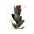 Picture of Plant Life _GroupedProduct_Rectangle_Portrait_Photography _GroupedProduct_Rectangle_Portrait_Unframed_Print_Only_