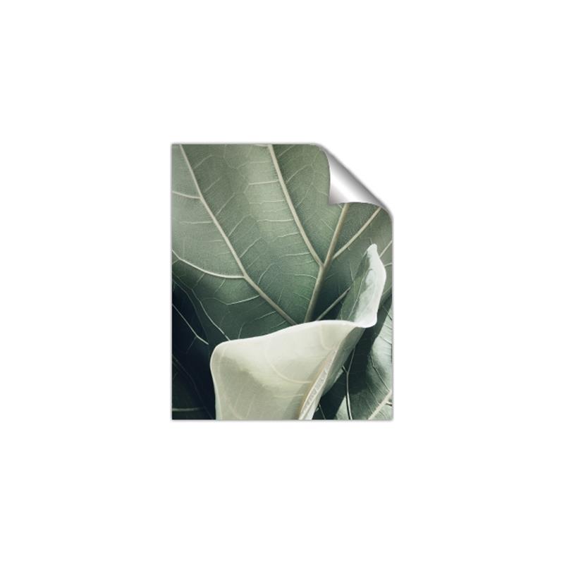 Picture of Sage Leaves  _GroupedProduct_Rectangle_Portrait_Photography _GroupedProduct_Rectangle_Portrait_Unframed_Print_Only_