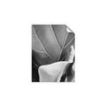 Picture of Sage Leaves  _GroupedProduct_Rectangle_Portrait_Photography _GroupedProduct_Rectangle_Portrait_Unframed_Print_Only_