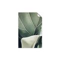 Picture of Sage Leaves  _GroupedProduct_Rectangle_Portrait_Photography _GroupedProduct_Rectangle_Portrait_Unframed_Print_Only_